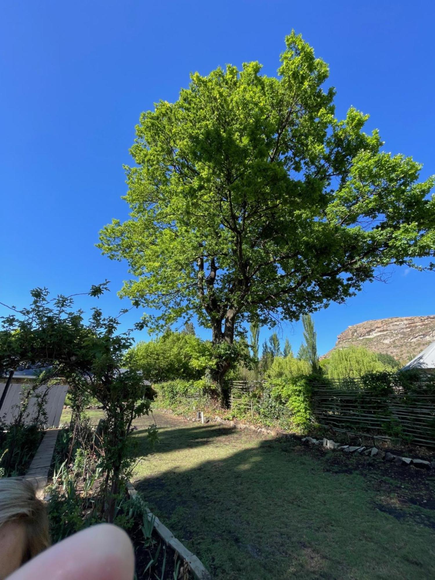 Periwinkle, Grove ,Acorn & Sage Cottages كلارينس المظهر الخارجي الصورة